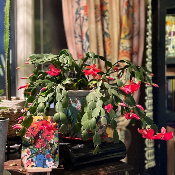 Meet your Posher, Amber - Picture 1 of 1